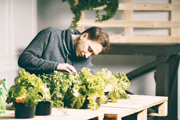 Од руколе до босиљка у свом дому